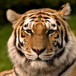 Sibirischer Tiger Original Original