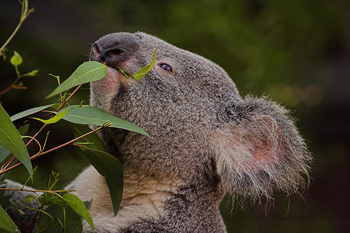 Koalabär